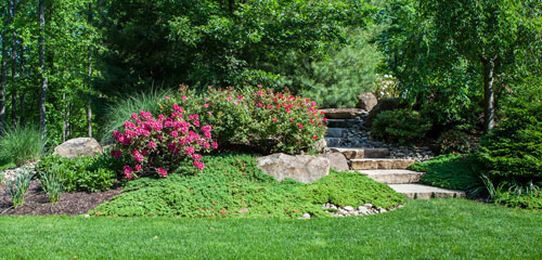 Landscape Cleanup Yard