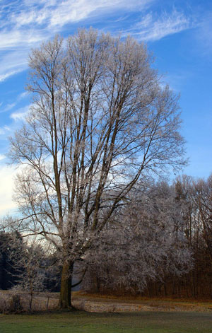 Fall Tree Pruning