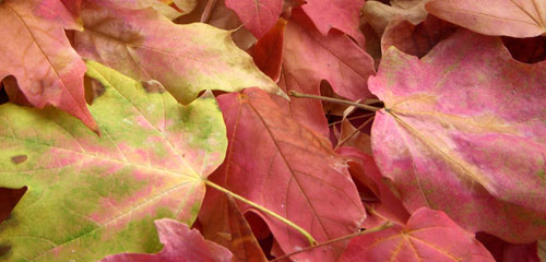 Fall Landscaping Leaves Removal