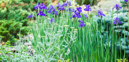 Decorative Gardening Flowers