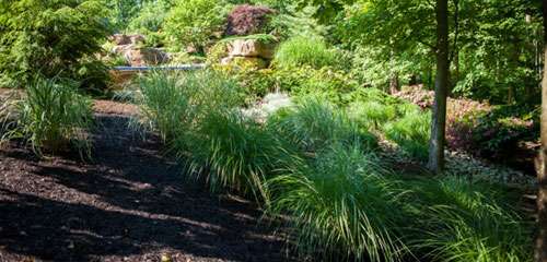 Ornamental Grass Garden