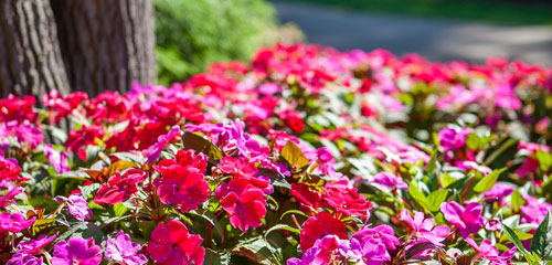 Assorted Flowers