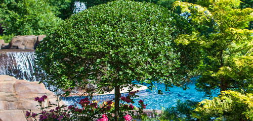 Pruning Trees