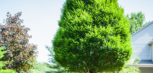 Tree Pruning