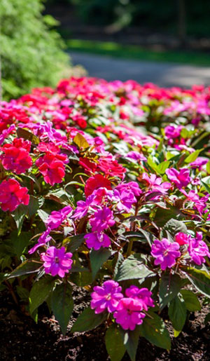 Fragrant Springtime Flowers