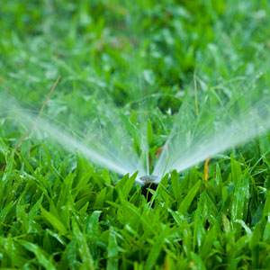 freshly watered lawn